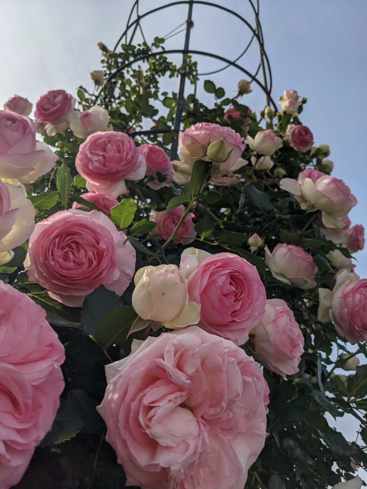 季節の花「バラ」／東京ドイツ村｜スポット・体験｜千葉県公式観光