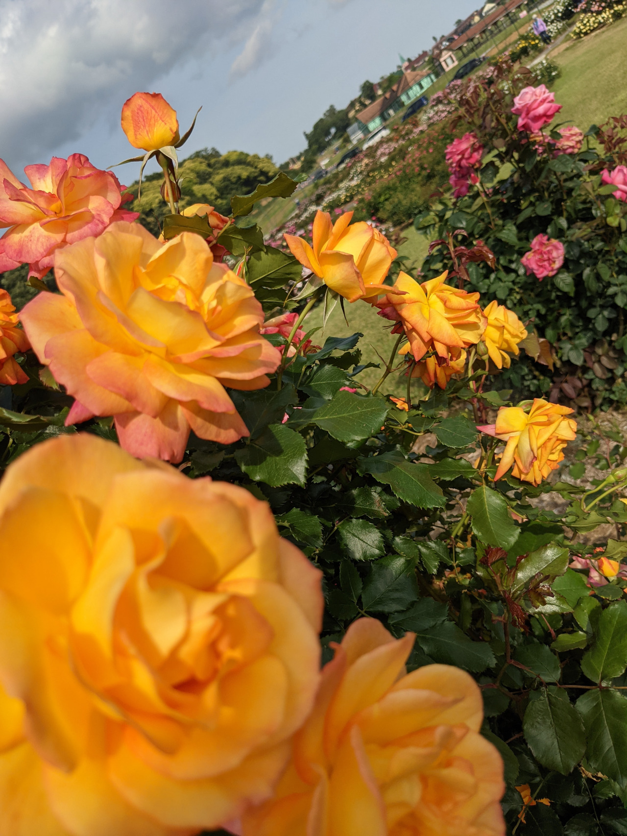季節の花「バラ」／東京ドイツ村｜スポット・体験｜千葉県公式観光