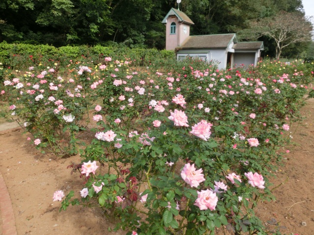 季節の花　バラ／市川市動植物園　