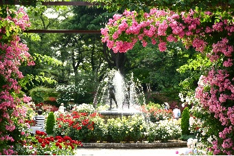 季節の花　バラ／里見公園