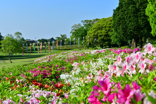 季節の花「ツツジ」／昭和の森