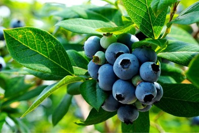 ブルーベリー狩り／ドラゴンファーム