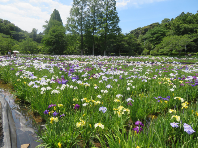 季節の花「花菖蒲」／袖ケ浦公園