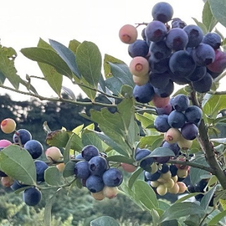 観光農園ジジの山