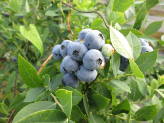 細野農園3