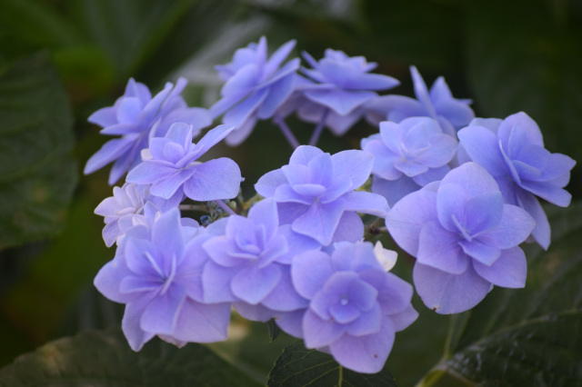 6月のイベントと花の見頃／あけぼの山農業公園