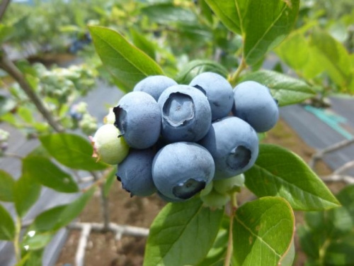 細野農園