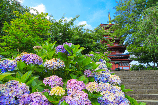 季節の花　アジサイ・花菖蒲／本土寺