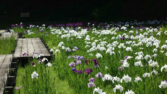季節の花「花菖蒲」/いちはらクオードの森|イベント|千葉県公式観光サイト ちば観光ナビ