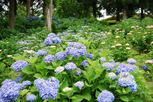 季節の花　アジサイ／昭和の森