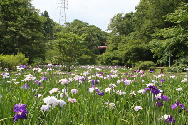 季節の花　花菖蒲／泉自然公園