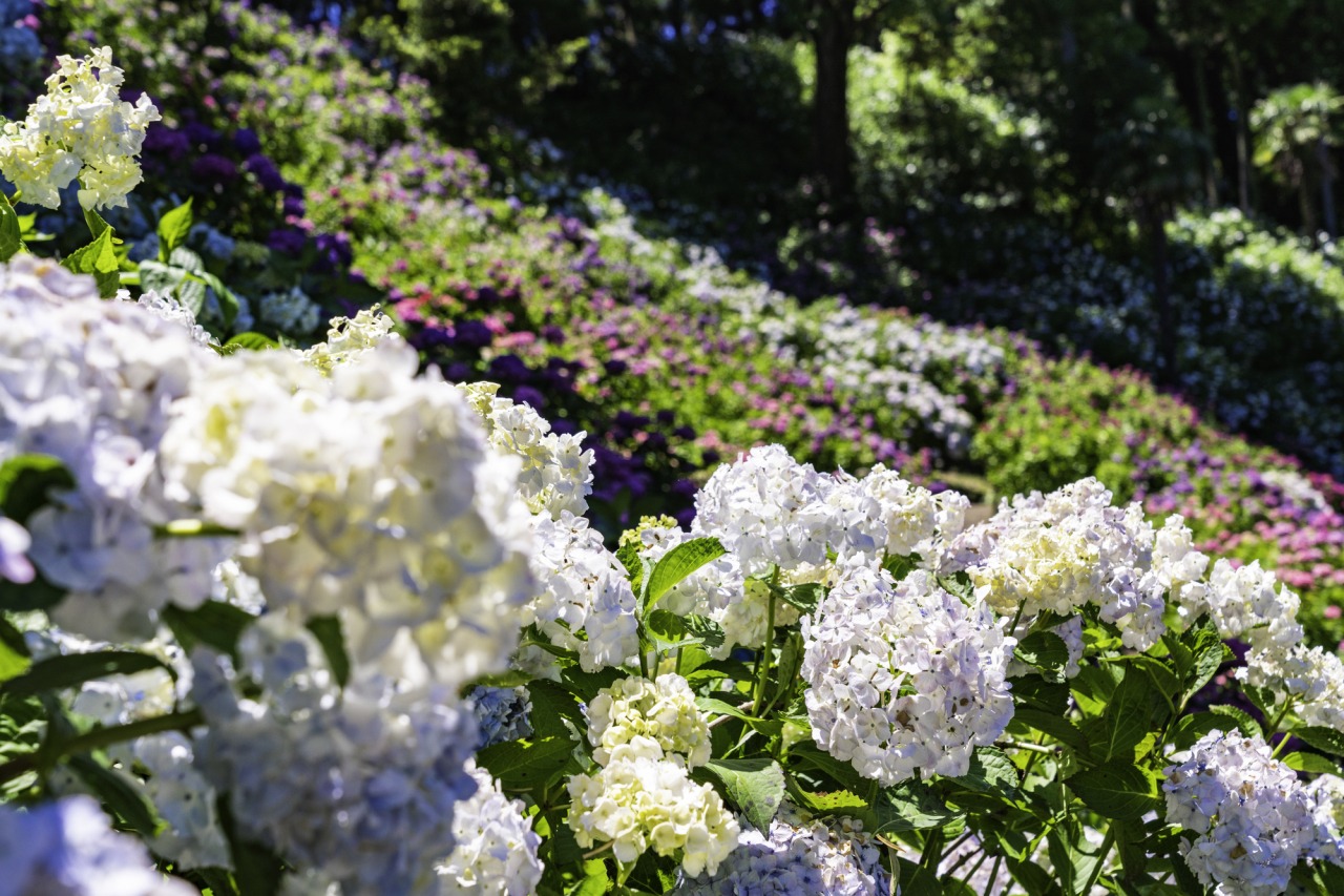 季節の花「あじさい」／服部農園 あじさい屋敷｜イベント｜千葉県公式観光サイ …