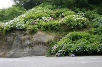 季節の花　あじさい／真野寺・日運寺　