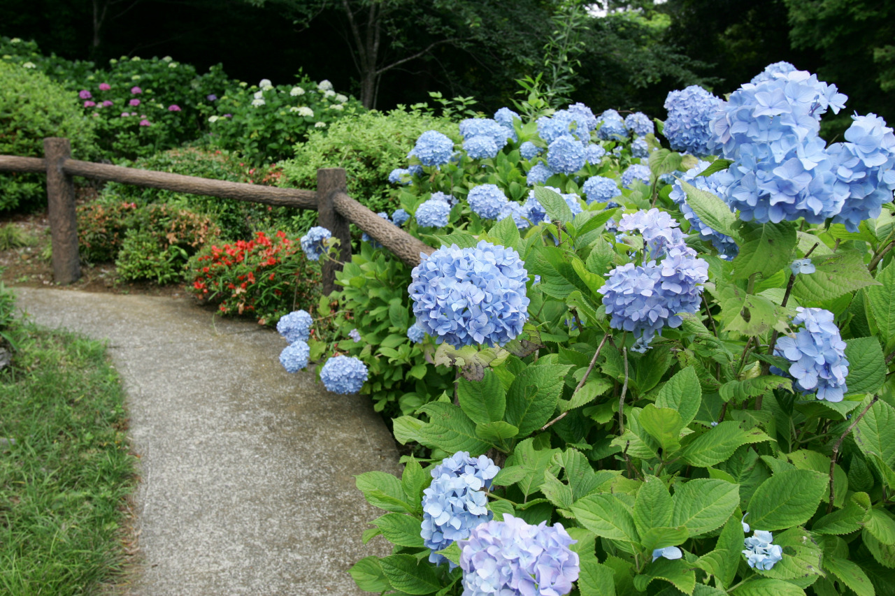 季節の花「あじさい」／真野寺・日運寺　