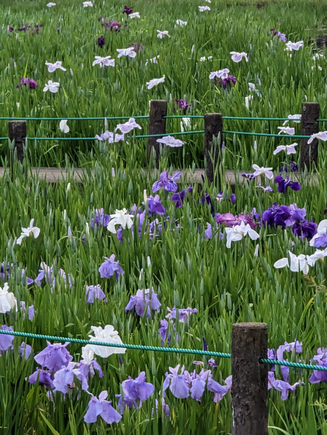 季節の花　花菖蒲／野田市総合公園 水生植物園