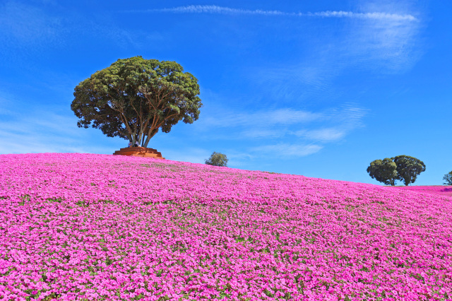 桃色吐息の花畑/マザー牧場