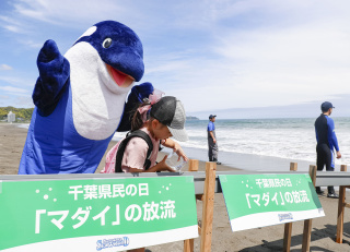 マダイの放流体験