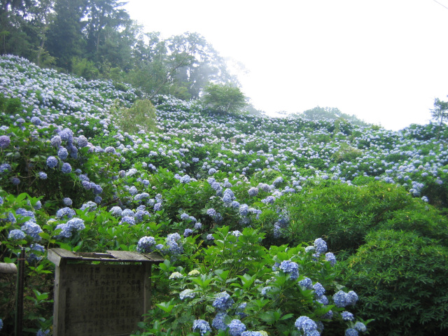 アジサイハイキング／内浦山県民の森