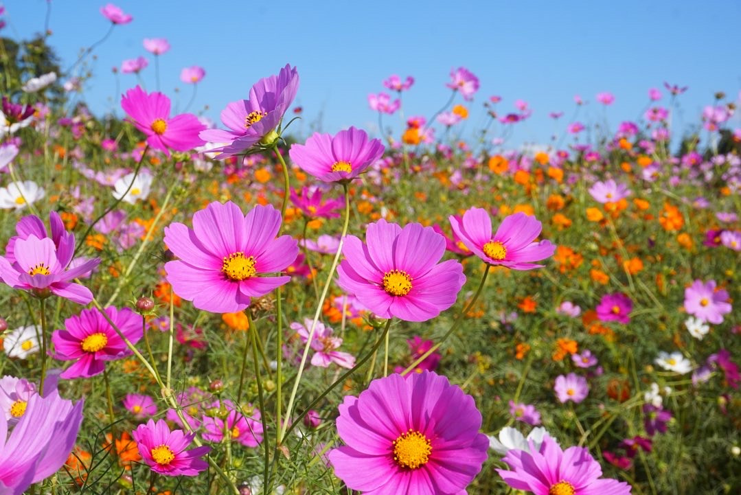 季節の花 コスモス／富田さとにわ耕園｜イベント｜千葉県公式観光