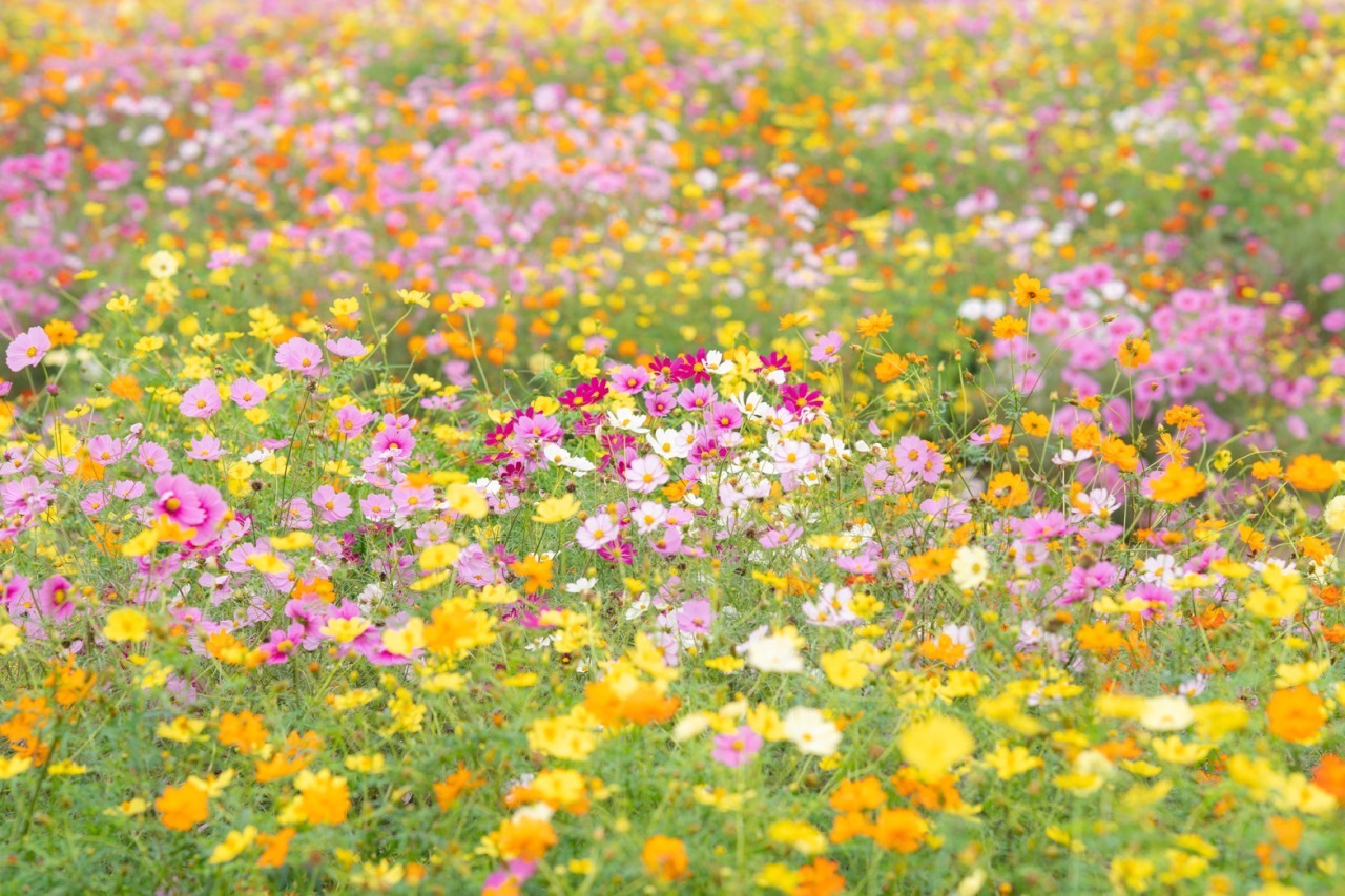 季節の花「コスモス」／富田さとにわ耕園｜スポット・体験｜千葉県公式