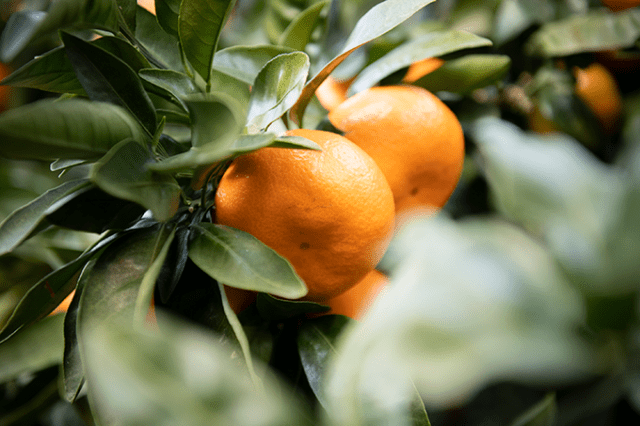 みかん狩り／野宮農園　千倉オレンジセンター