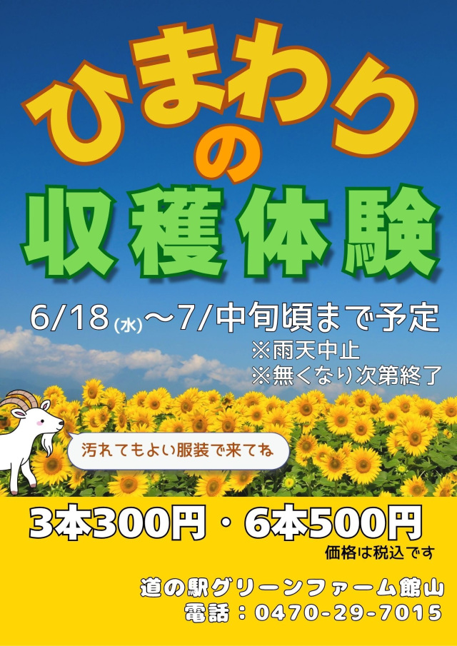 ひまわりの収穫体験／道の駅グリーンファーム館山