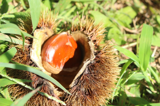 秋の味覚狩り「栗・サツマイモ・落花生」／成田ゆめ牧場