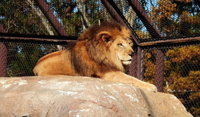 アカデミア・アニマリウム講演会／千葉市動物公園
