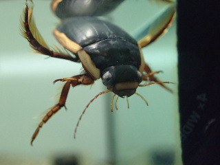 水生昆虫の保全現場を見学しよう