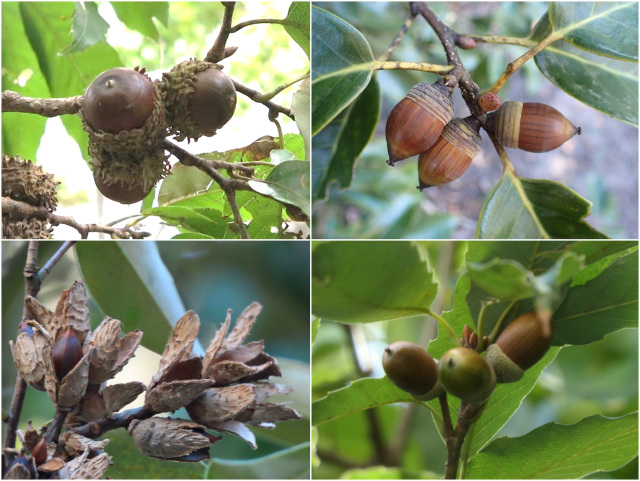 11月のイベント／千葉県立中央博物館