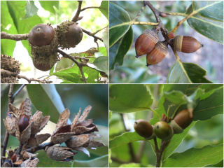 どんぐり博士入門