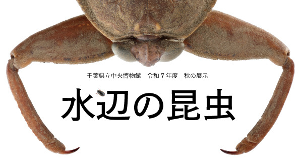 令和7年度秋の展示　水辺の昆虫／千葉県立中央博物館
