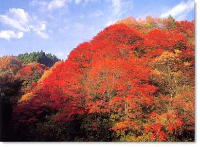 紅葉／筒森もみじ谷