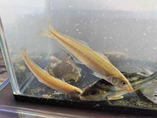 ちょい投げ房総族イメージ