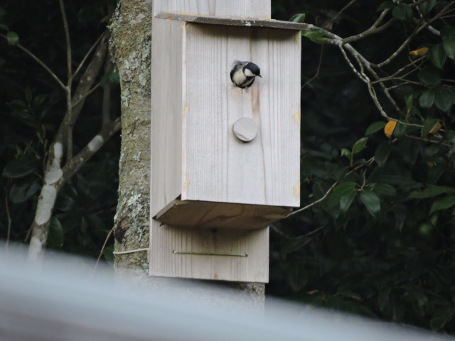 野鳥のお家作り／清和県民の森