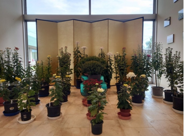 菊花展／国民宿舎サンライズ九十九里