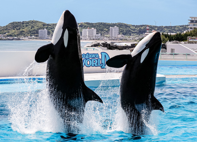 鴨川シーワールド＆東京ドイツ村「ウィンターイルミネーション」入園券付きプラン ～オルカ＆スマイル～