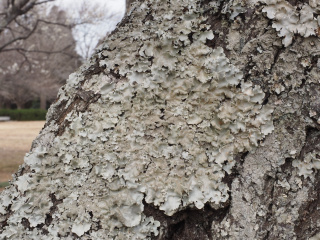 郊外の地衣類
