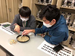 貝化石をひろってみよう