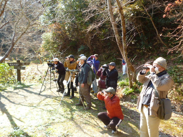 冬の野鳥観察会／館山野鳥の森