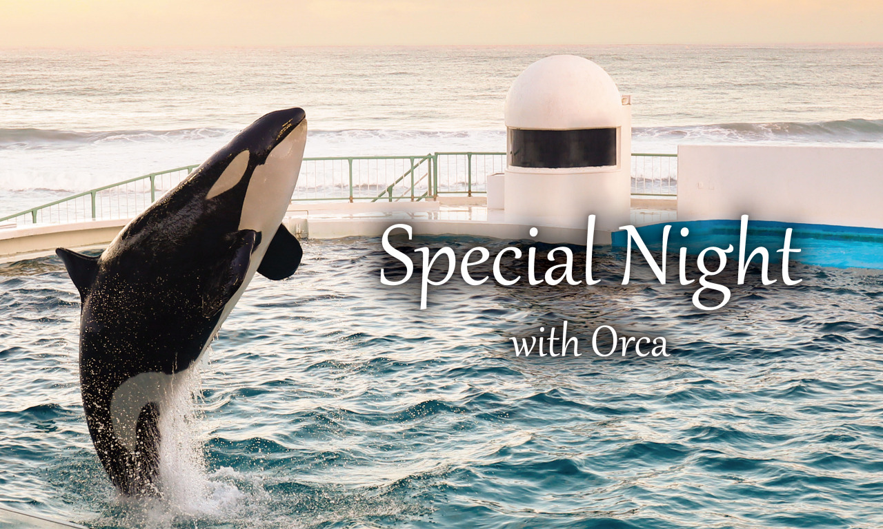 閉館後のシャチパフォーマンス『Special Night with Orca』開催／鴨川