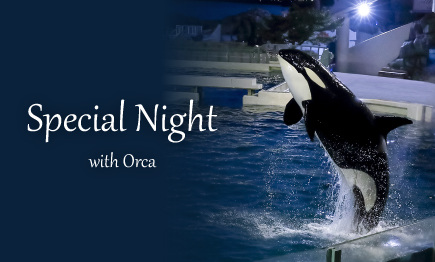 「シャチスペシャルパフォーマンス」開催／鴨川シーワールド