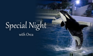 シャチスペシャルパフォーマンス