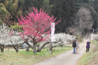 天空の梅まつり