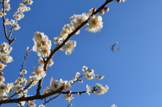 天空の梅まつり