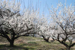 梅林（白加賀）