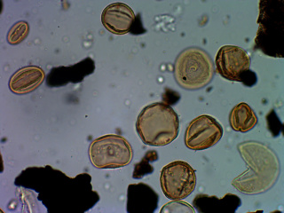 花粉を顕微鏡でみてみよう