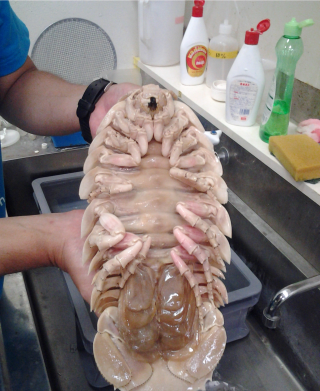 深海の生き物にさわってみよう