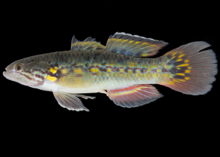 魚の標本をつくろう