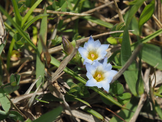 早春の里の生きもの